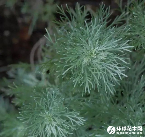 银蒿