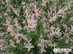 花叶杞柳