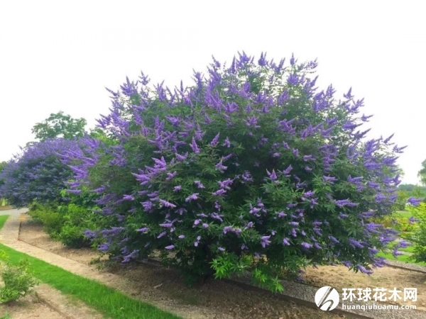 穗花牡荆