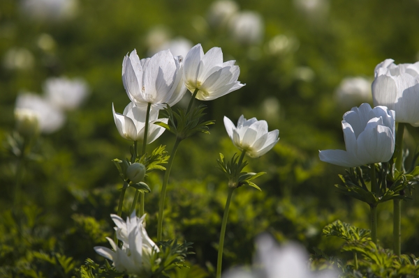 银莲花、华北银莲花、毛蕊茛莲花、毛蕊银莲花