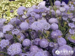 翠珠花