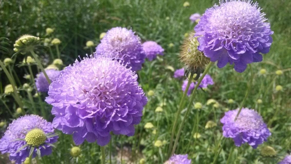紫盆花、轮锋菊、松虫草