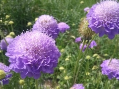紫盆花