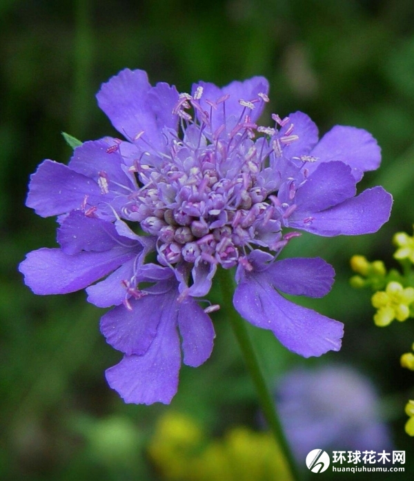 轮锋菊、紫盆花、松虫草