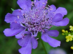 轮锋菊
