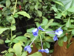 蓝雪花