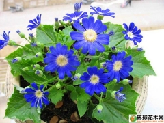 瓜叶菊