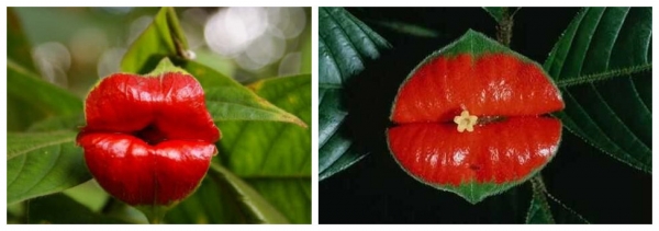 嘴唇花、伊拉塔九节、胡克唇花
