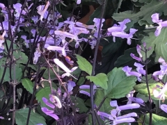 莫娜紫香茶菜