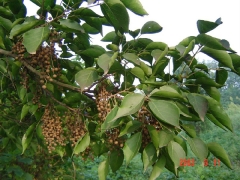 重阳木树