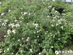 川滇蔷薇繁殖栽培方法及病害防治技术