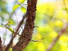 关于梅花树上的蚧壳虫病防治方法