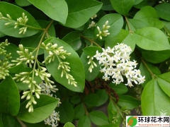 水腊（小叶女贞）养护管理方法