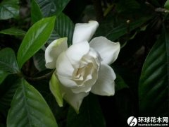 重瓣大花栀子