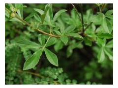 黄荆