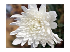 菊花品种颜色