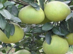 柚子树种植以及病虫害防治技术