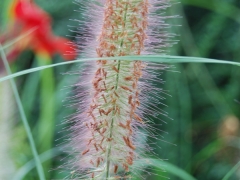 马尾草