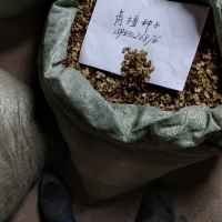 安徽省肥西县桥西林场供应青檀种子