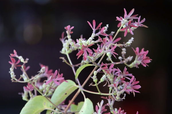 七子花