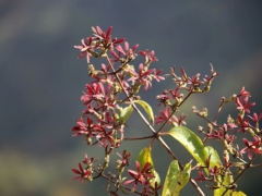 七子花