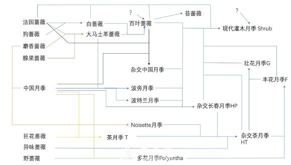 月季育种历史图谱