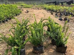 排骨草袋苗,福建排骨草基地供应商批发价格图2