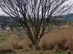 16公分—20公分的精品鸡爪槭图3