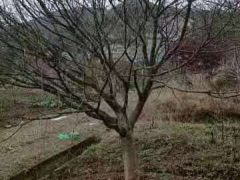 16公分—20公分的精品鸡爪槭图5