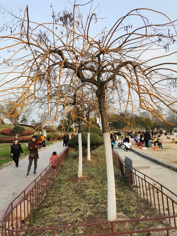 金枝龙爪槐