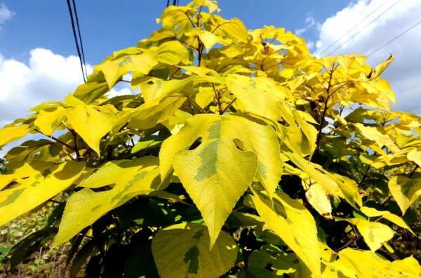 金蝴蝶构树