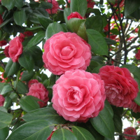 茶花