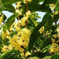 桂花