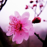梅花