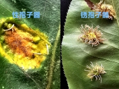 初识梨锈病的性孢子器、锈孢子器
