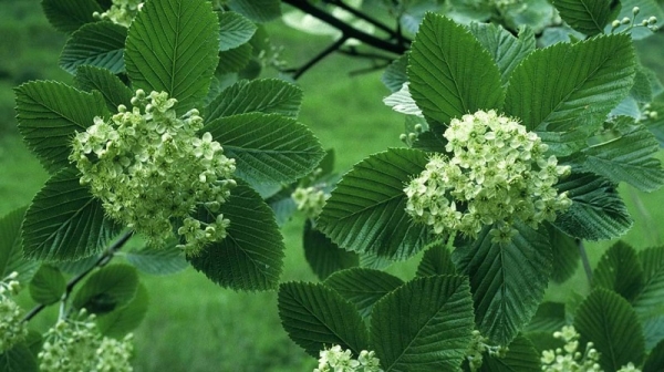 白面子树