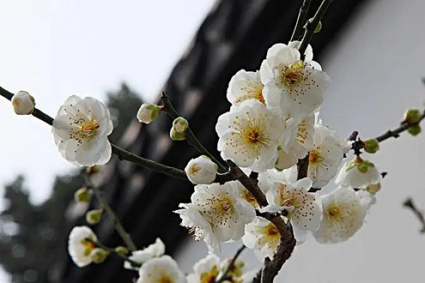 白梅