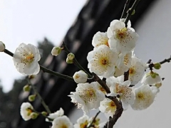 白梅