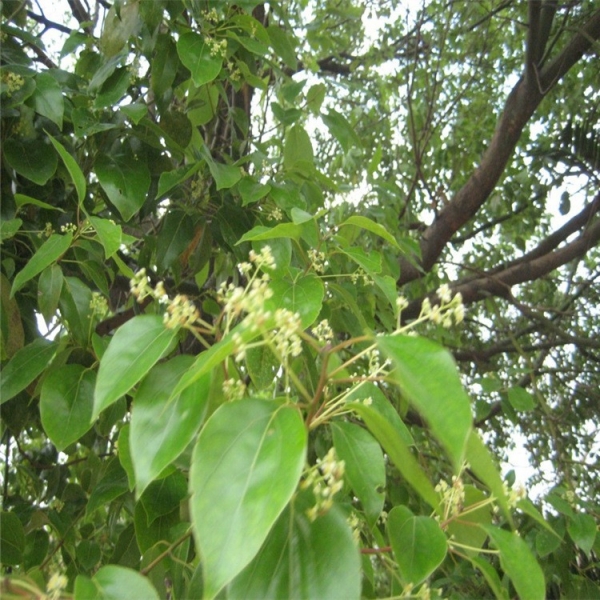 香樟树