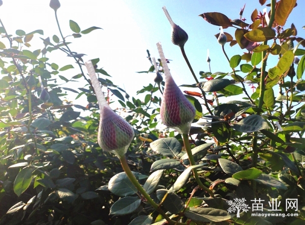 玫瑰花栽培种植技术