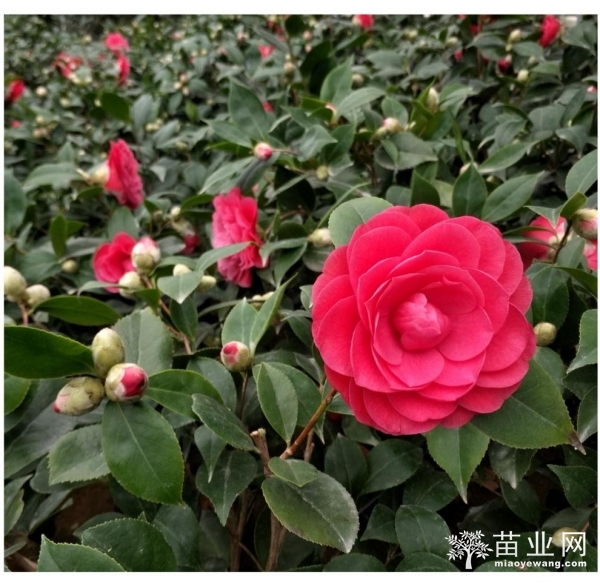 赤丹