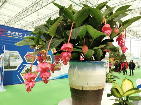 粉苞酸脚杆、珍珠宝莲、宝莲灯、美丁花、壮丽酸脚杆、宝莲花