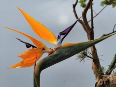 鹤望兰花