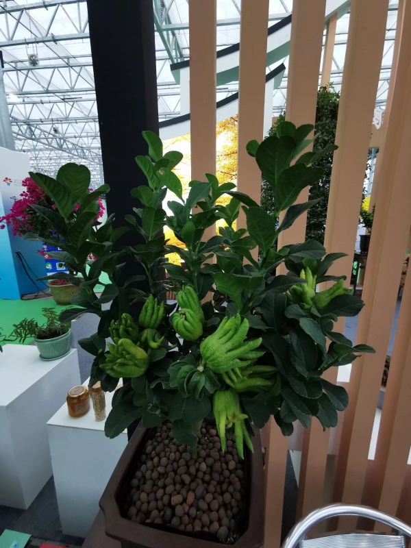 佛手