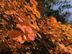 美洲黄栌