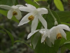 细果秤锤树