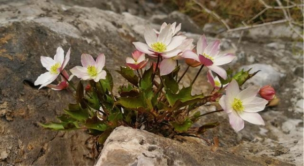 槭叶铁线莲、岩花 