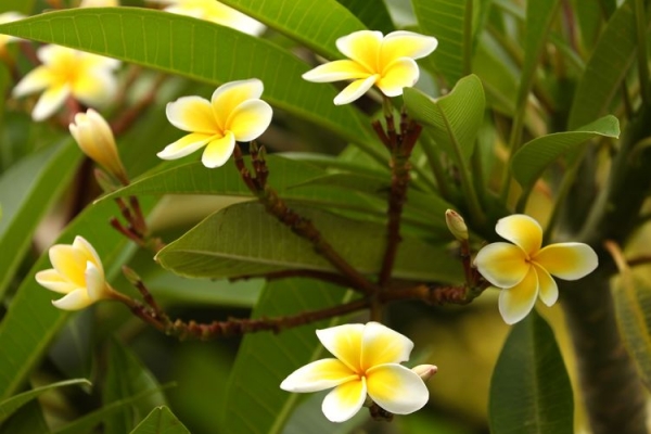 鸡蛋花、缅栀子、蛋黄花、印度素馨、大季花