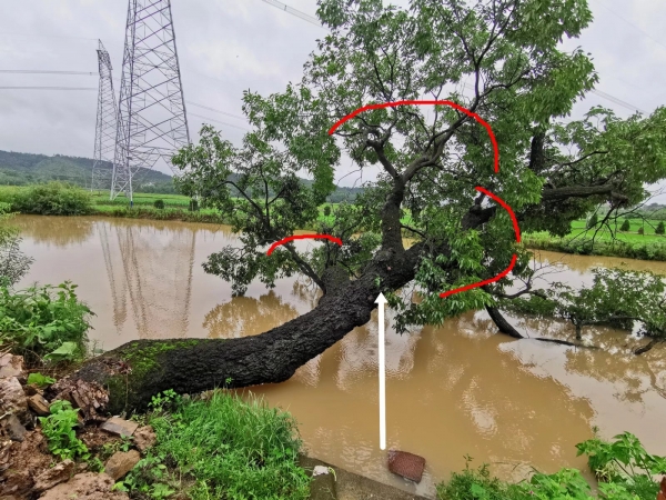 舒城市棠树乡洪院村暴雨侧翻麻栎古树的抢救性处理保护建议