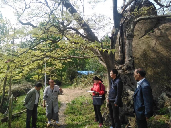 宜秀区五横乡松隐古寺古肥皂荚保护建议